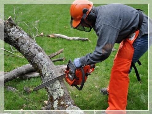 bennett tree specialist listed on bridlington net business directory