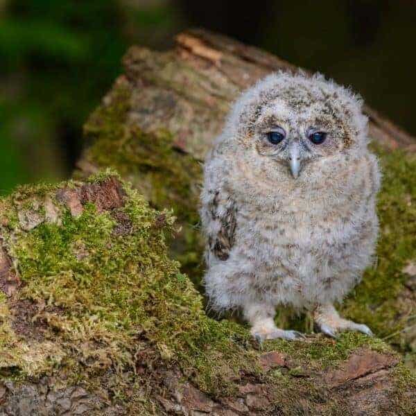 bridlington animal park featured on bridlington net business directory