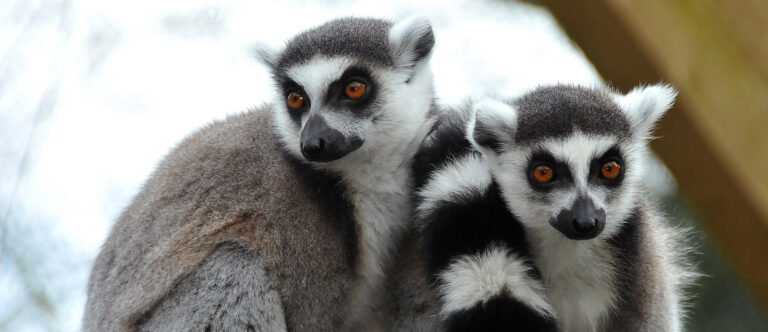 zoo promo6 768x332