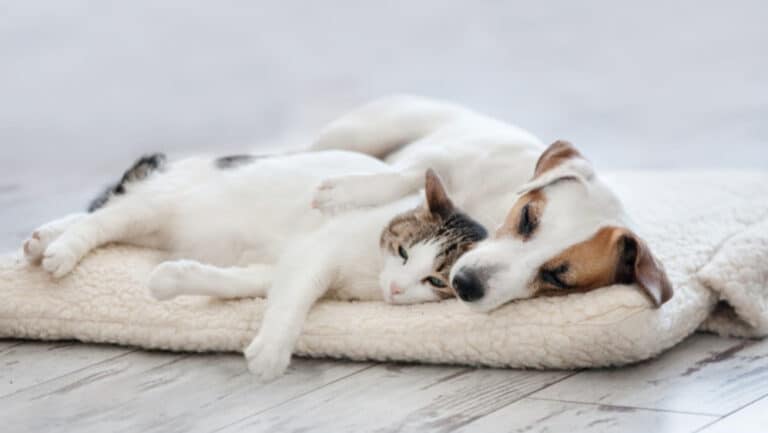 adopt pets
