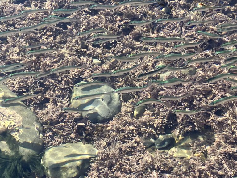 Sand eels in rockpool