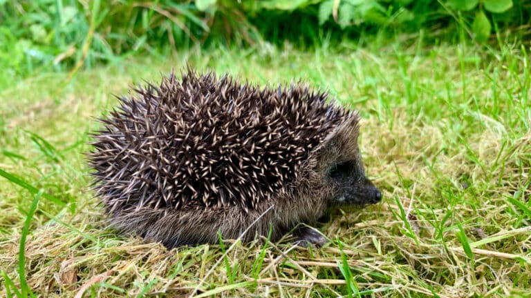 Hedgehog in day
