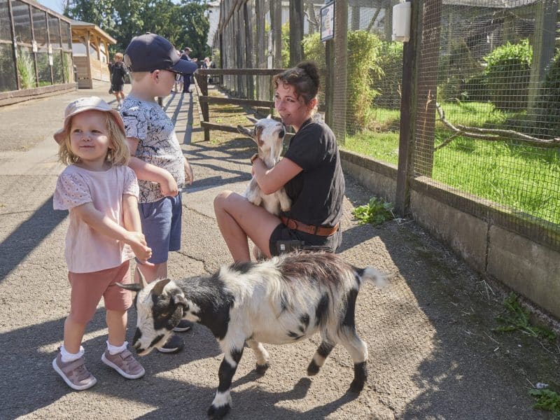 Free goat walking for Children this Easter - Bridlington.net - All ...
