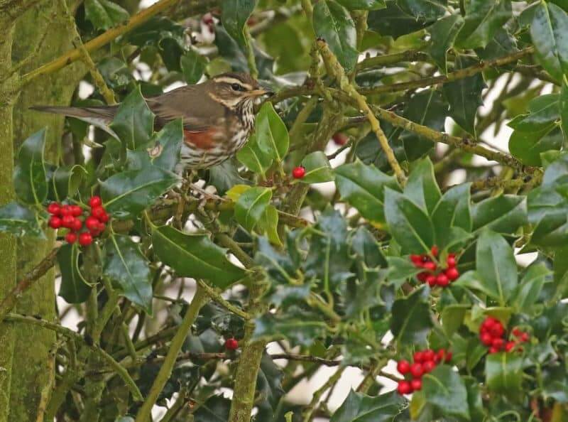 Redwing-copyright-Richard-Baines