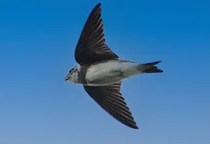  Barmston Beach Sand martin