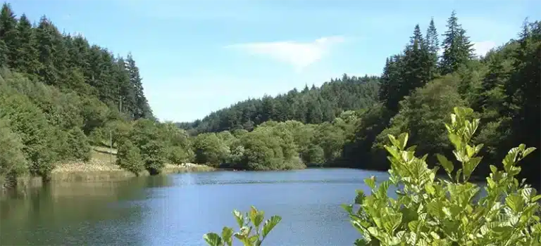 Dalby Forest